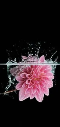 Experience the serene and relaxing ambiance of our phone live wallpaper featuring a photorealistic painting of a pink flower floating in calming pink water