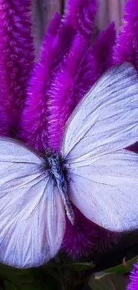This stunning phone live wallpaper features a beautiful white butterfly sitting atop a bed of gorgeous purple flowers