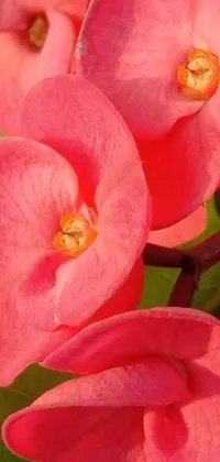 This live wallpaper shows a stunning close up of crown of thorns flowers illuminated by the warm, golden light of the sun