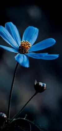This phone wallpaper showcases a striking blue flower up-close against a black backdrop