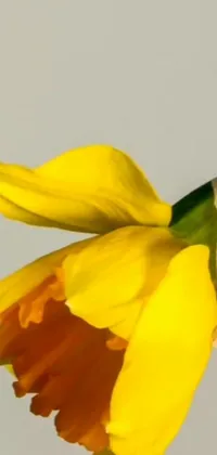 This yellow flower live wallpaper features a vibrant and detailed close-up of a hyperrealistic yellow flower with a gray background