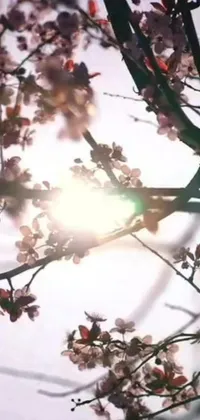 This live wallpaper showcases a picturesque flowering tree basking in the warm, radiant sun