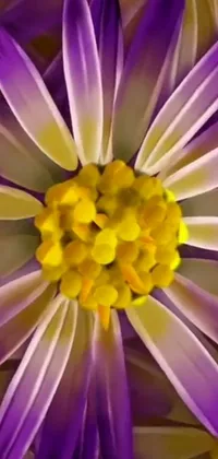 This live wallpaper brings the beauty of nature to your phone screen through a close-up image of a purple and yellow daisy