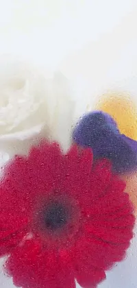 This phone live wallpaper showcases a stunning close-up of a flower against a frosted surface