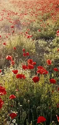 This phone live wallpaper depicts a sprawling field with red flowers in Iran