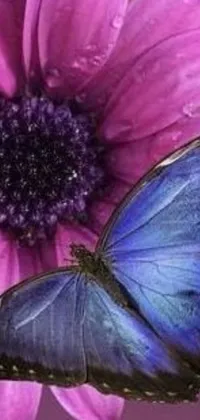This stunning phone wallpaper captures the serene beauty of nature with a blue butterfly perched atop a purple flower