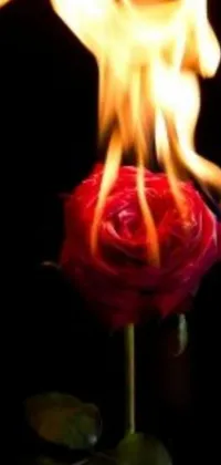 This live phone wallpaper features a breathtaking image of a rose engulfed in flames against a dark background