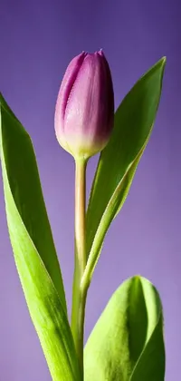 Flower Plant Petal Live Wallpaper