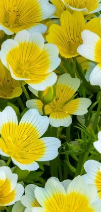 This stunning phone live wallpaper features a close-up shot of yellow and white buttercup flowers swaying in the breeze