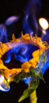 Spice up your phone with this fiery close-up flower live wallpaper featuring blue flames set against a backdrop of delicate ice sunflowers
