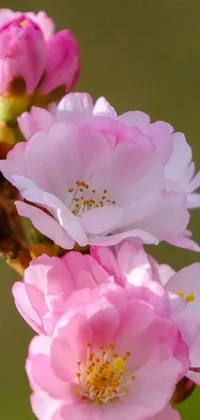 This phone live wallpaper features a stunning close up of pink flowers on a branch, perfect for nature lovers