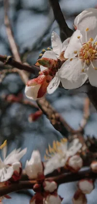 Add natural beauty to your phone's screen with this enchanting live wallpaper featuring a close-up of a flower on a fruit tree