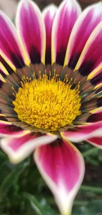 This live wallpaper features a stunning close-up capture of a vibrant purple and yellow flower