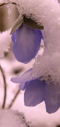 This stunning phone live wallpaper showcases a group of purple anemone flowers, peacefully blanketed by fresh snow