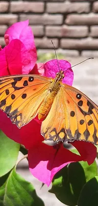 This phone live wallpaper showcases a stunning butterfly sitting on a pink bougainvillea flower, capturing a serene garden scene in full morning sun