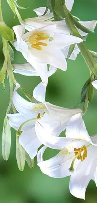 This phone live wallpaper features a realistic, close-up photograph of white lily flowers, captured in high definition