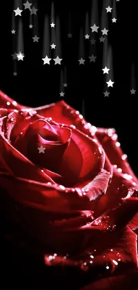 beautiful red rose wallpaper download