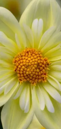 Introducing a breathtaking "White Dahlia" live wallpaper that features a close-up of a beautiful white flower with a yellow center