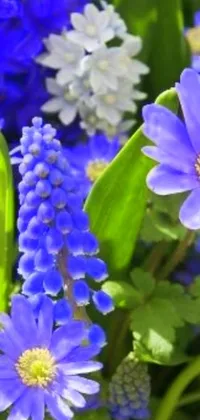 This stunning phone live wallpaper showcases a close-up view of vibrant flowers, bathed in a soothing blue sunshine