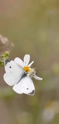 This live wallpaper features two white butterflies resting on top of a white flower, known as mingei