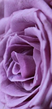 This phone live wallpaper showcases a stunning macro photograph of a purple rose