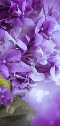 This live phone wallpaper showcases a photorealistic, highly-detailed image of a purple hydrangea flower set against a matching purple background