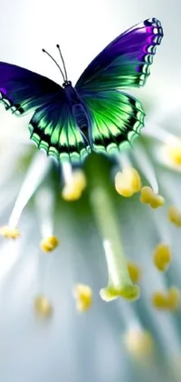 This breathtaking iPhone live wallpaper features a stunning close-up of a purple and green butterfly resting on a white flower