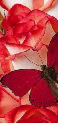 This mobile wallpaper features a stunning red butterfly resting on a red rose with blurred green and yellow background