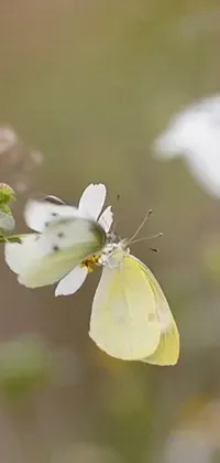 This phone live wallpaper features a stunning close-up shot of a beautiful albino butterfly resting on a vibrant mustard yellow flower
