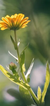 This live wallpaper features a stunning yellow flower resting on a green plant, creating a beautiful natural scene