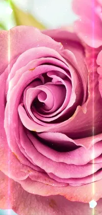 Looking for a stunning wallpaper for your phone? Look no further! This live wallpaper features a beautiful close-up of a pink rose in a vase, captured through macro photography