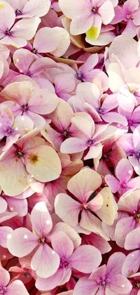 This phone live wallpaper showcases stunning pink flowers - a beautiful close-up of a bunch of hydrangea blooms