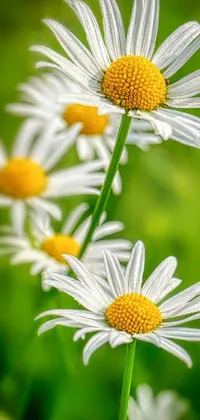 Flower Plant Photograph Live Wallpaper
