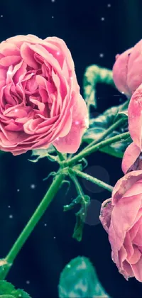 This live phone wallpaper showcases two pink roses captured in a colorful image, featuring a retro effect