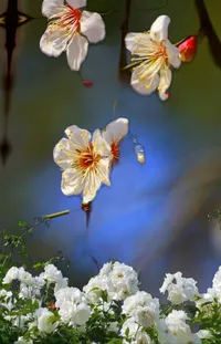 Flower Plant Photograph Live Wallpaper