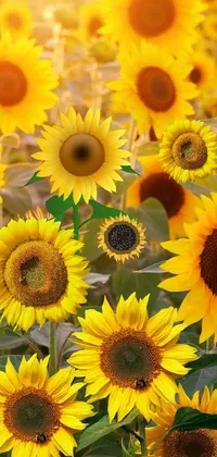 Sunflower field Live Wallpaper