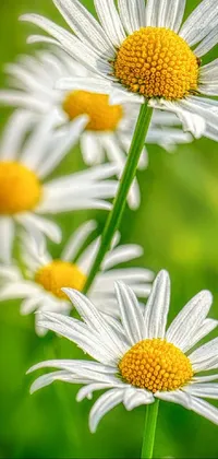 This phone live wallpaper showcases a stunning macro photograph of white flowers with yellow centers on a green and yellow canvas background