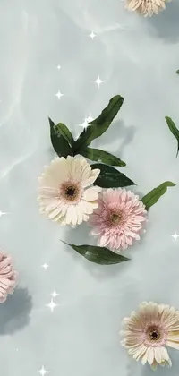 Flower Plant Photograph Live Wallpaper