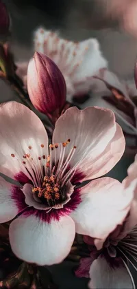 This live wallpaper depicts a close-up shot of a vibrant bunch of flowers on a tree, captured by a talented photographer