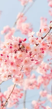 This stunning phone live wallpaper features a magnificent tree with beautiful pink blossoms set against a serene blue sky with fluffy clouds