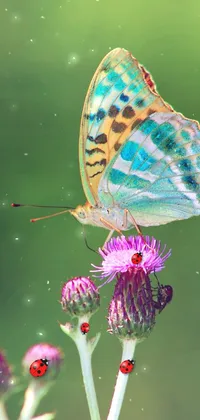 Flower Plant Pollinator Live Wallpaper