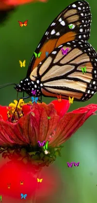 This mesmerizing live wallpaper showcases a stunning close-up shot of a monarch butterfly resting on a flower