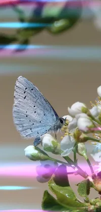 Maleia's butterfly  Live Wallpaper