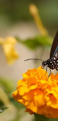This stunning live wallpaper for your phone features a vibrant butterfly perched atop a yellow flower