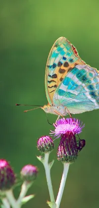 Flower Plant Pollinator Live Wallpaper