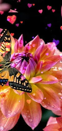 This live wallpaper for phones showcases a close-up vibrant dahlia with a butterfly resting atop