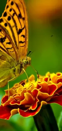 This phone live wallpaper showcases the beauty of nature with a colorful butterfly resting on a flower