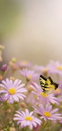 This live wallpaper features a mesmerizing yellow and black butterfly sitting atop beautifully purple daisies in the morning mist