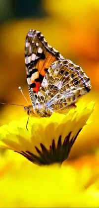 golden butterfly Live Wallpaper