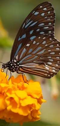 This live phone wallpaper showcases a yellow flower with a butterfly resting on it